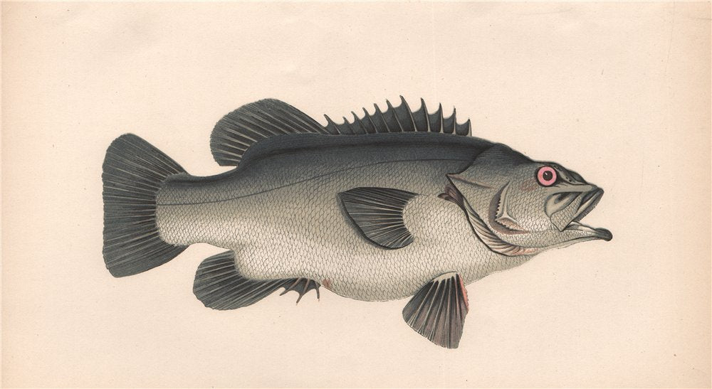 STONE BASS. Wreckfish, Scorpaena Massiliensis, Couch's Serranus. COUCH 1862